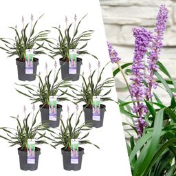 My perfect garden 6 x Liriope muscari 'Ingwersen' - Ø 14 cm - ↨ 25 cm (8721001421558)