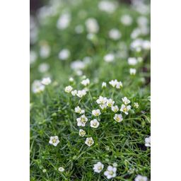 Garden basics 12x Sagina subulata - ↕10-25cm - Ø9cm (47981)