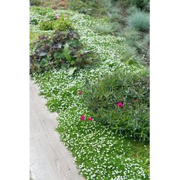 Garden basics 12x Sagina subulata - ↕10-25cm - Ø9cm (47981)