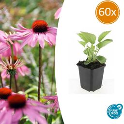 Garden basics 60x Echinacea p. 'Magnus' - ↕10-25cm - Ø9cm (47688)