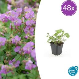 Garden basics 48x Geranium cant. 'Cambridge' - ↕10-25cm - Ø9cm (50419)