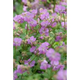 Garden basics 48x Geranium cant. 'Cambridge' - ↕10-25cm - Ø9cm (50419)