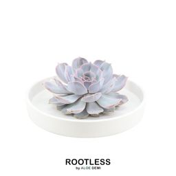 Rootless by aloe demi ROOTLESS Succulent Echeveria Lilacina in schaal 'wit' Ø20 cm (8721001420193)