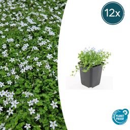 Garden basics 12x Isotoma fluviatilis 'Alba'- ↕10-25cm - Ø9cm (47867)