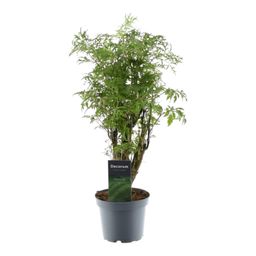 Polyscias Hawaiiana Ming - 45 cm - ø12 (8721081685222)