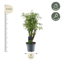 Polyscias Hawaiiana Ming - 45 cm - ø12 (8721081685222)