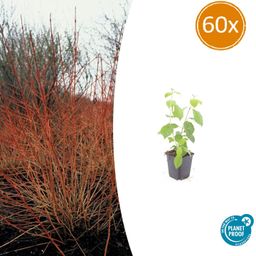 Garden basics 60x Cornus sang. 'Midwinter Fire' - ↕10-25cm - Ø9cm (47676)