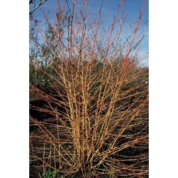 Garden basics 60x Cornus sang. 'Midwinter Fire' - ↕10-25cm - Ø9cm (47676)
