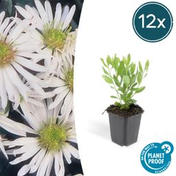 Garden basics 12x Aster ageratoides 'Ashvi' - ↕10-25cm - Ø9cm (47599)