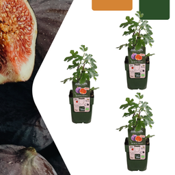 Premium basics 3 x Biologische Vijgenbomen - Ø 13 cm - ↨ 20 cm (48373)