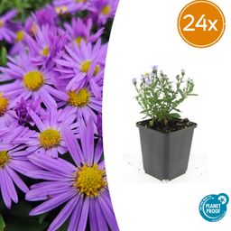 Garden basics 24x Aster (D) 'Prof. Anton Kippenberg' - ↕10-25cm - Ø9cm (50368)