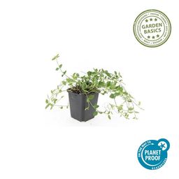 Garden basics 60x Vinca minor 'Gertrude Jekyll' - ↕10-25cm - Ø9cm (48039)