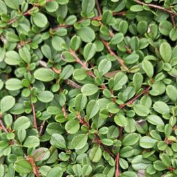 Garden basics 24x Cotoneaster pr. 'Streib's Findling' - ↕10-25cm - Ø9cm (50292)