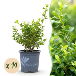 Buxus Haag - BetterBuxus Babylon Beauty - Resistant tegen de Buxus Schimmel - 14 planten - 2 strekkende meter - pot 10,5cm hoogte 25-30 (8720862103542)