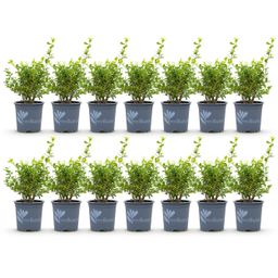 Buxus Haag - BetterBuxus Babylon Beauty - Resistant tegen de Buxus Schimmel - 14 planten - 2 strekkende meter - pot 10,5cm hoogte 25-30 (8720862103542)