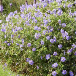 Garden basics 6x Geranium Rozanne - ↕10-25cm - Ø9cm (46919)