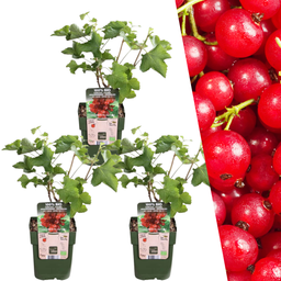 Plants by frank 3 x Biologische Kruisbessenplanten - Ø 13 cm - ↨ 20 cm (8721001421176)