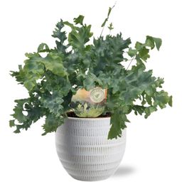 Phlebodium Davana - Beau Pot D14x13cm - Wit (40153)