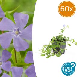 Garden basics 60x Vinca minor 'La Grave' - ↕10-25cm - Ø9cm (48044)