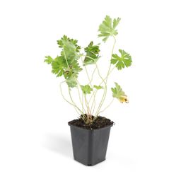 Garden basics 6x Geranium Rozanne - ↕10-25cm - Ø9cm (46919)