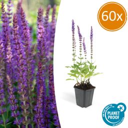 Garden basics 60x Salvia nem. 'Ostfriesland' - ↕10-25cm - Ø9cm (46989)