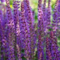 Garden basics 60x Salvia nem. 'Ostfriesland' - ↕10-25cm - Ø9cm (46989)