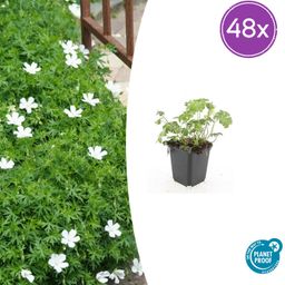 Garden basics 48x Geranium sang. 'Album' - ↕10-25cm - Ø9cm (50433)