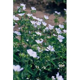 Garden basics 48x Geranium sang. 'Album' - ↕10-25cm - Ø9cm (50433)