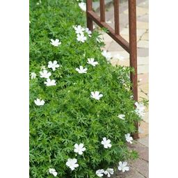 Garden basics 48x Geranium sang. 'Album' - ↕10-25cm - Ø9cm (50433)