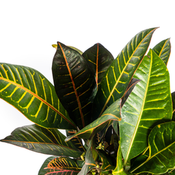 Codiaeum 'Croton' Petra Ø21cm - ↕60 (4250308313869)