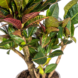Codiaeum 'Croton' Petra Ø21cm - ↕60 (4250308313869)