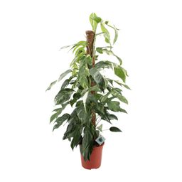 Epipremnum Pinnatum Albo Variegata (12589)
