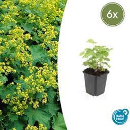 Garden basics 6x Alchemilla mollis - ↕10-25cm - Ø9cm (46864)