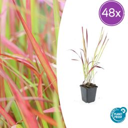 Garden basics 48x Imperata cylindrica 'Red Baron' - ↕10-25cm - Ø9cm (50452)