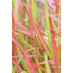 Garden basics 48x Imperata cylindrica 'Red Baron' - ↕10-25cm - Ø9cm (50452)