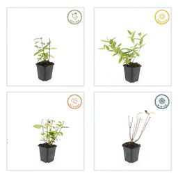 Garden basics 12x Hypericum inodorum 'Annebel' - ↕10-25cm - Ø9cm (47837)