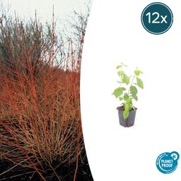 Garden basics 12x Cornus sang. 'Midwinter Fire' - ↕10-25cm - Ø9cm (47673)