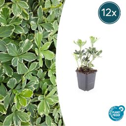 Garden basics 12x Pachysandra term. 'Variegata' - ↕10-25cm - Ø9cm (47951)