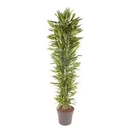 Dracaena Cintho vertakt - 210 cm - ø40 (8721055692287)