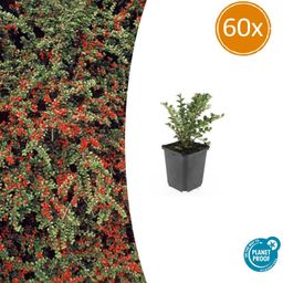 Garden basics 60x Cotoneaster horizontalis - ↕10-25cm - Ø9cm (47681)
