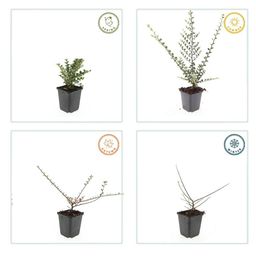 Garden basics 60x Cotoneaster horizontalis - ↕10-25cm - Ø9cm (47681)