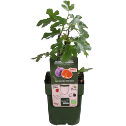 Premium basics "Zoete oogst trio" BIO Fruitplanten mix set van 3 verschillende soorten (48358)