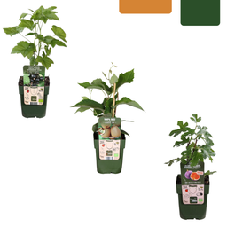 Premium basics "Zoete oogst trio" BIO Fruitplanten mix set van 3 verschillende soorten (48358)