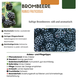 Premium basics "Zoete oogst trio" BIO Fruitplanten mix set van 3 verschillende soorten (48358)