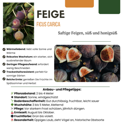 Premium basics "Zoete oogst trio" BIO Fruitplanten mix set van 3 verschillende soorten (48358)