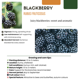 Premium basics "Zoete oogst trio" BIO Fruitplanten mix set van 3 verschillende soorten (48358)