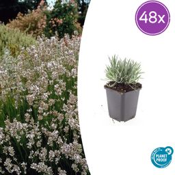 Garden basics 48x Lavandula int. 'Edelweiss' - ↕10-25cm - Ø9cm (50463)