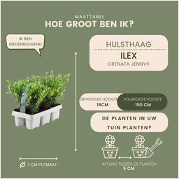 Plants by frank 12x Ilex crenata 'Jenny' - 12 x Ø7 cm - 6 pack (8721001421107)