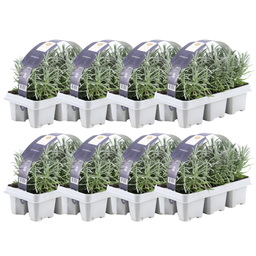 Premium basics 8 x 6 pack Lavendel angustifolia - Ø7 cm (48270)