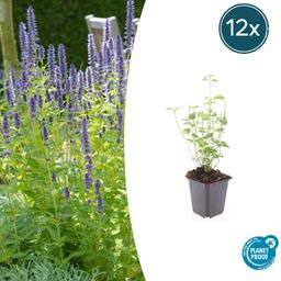 Garden basics 12x Agastache 'Black Adder' - ↕10-25cm - Ø9cm (47559)